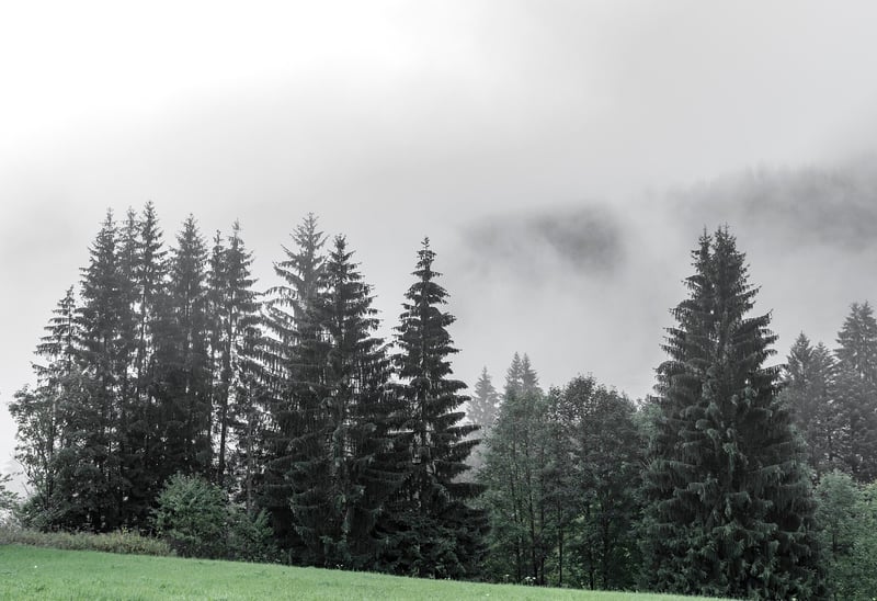 Foggy Forest Landscape
